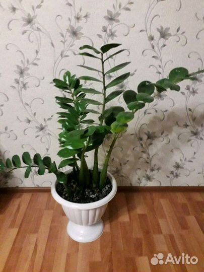 Замиокулькас