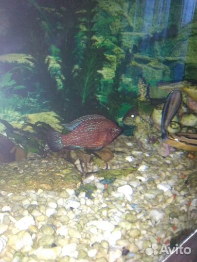 Хромис красавец, акары бирюзовые