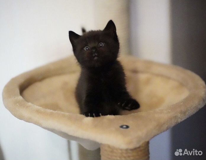 Котенок Шмель