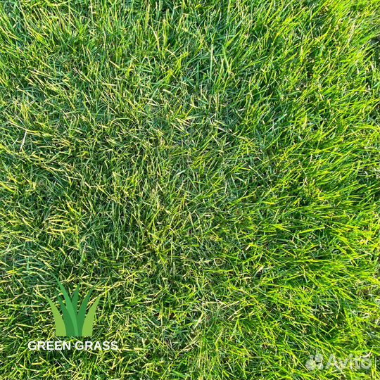 Рулонный газон Элитный