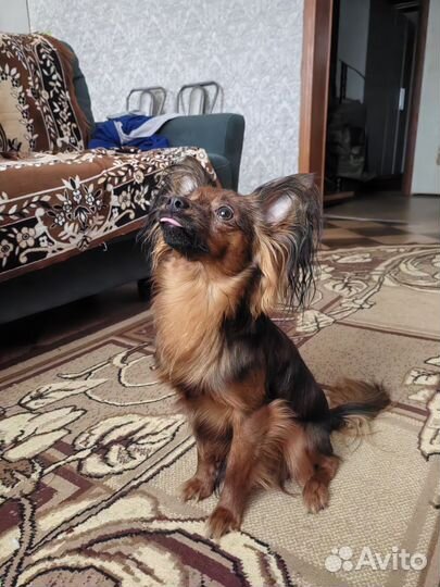 Случка Русский той терьер самец