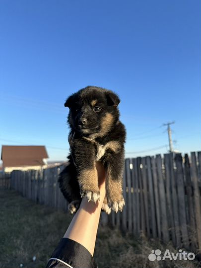 Щенок в добрые руки