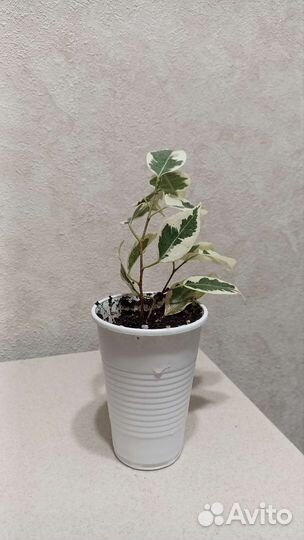 Фикус бенджамина