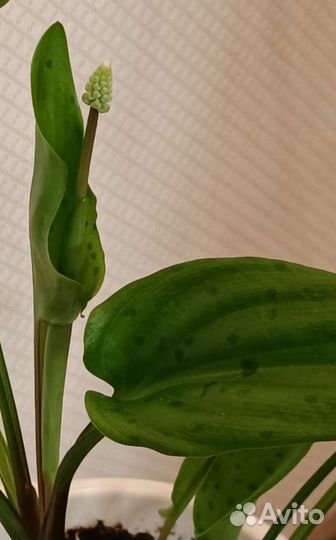 Дримиопсис пятнистый вариегатный.Ледебурия(Сцилла)