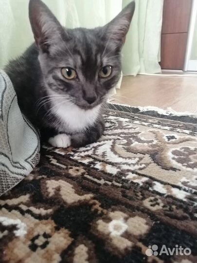 Кошка в дар бесплатно