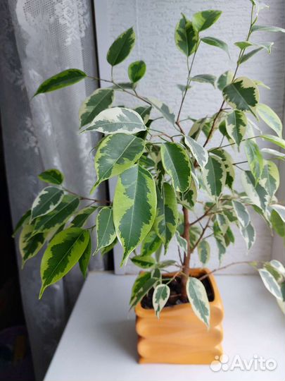 Фикус бенджамина