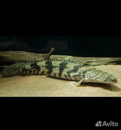 Полиптерус эндлихера