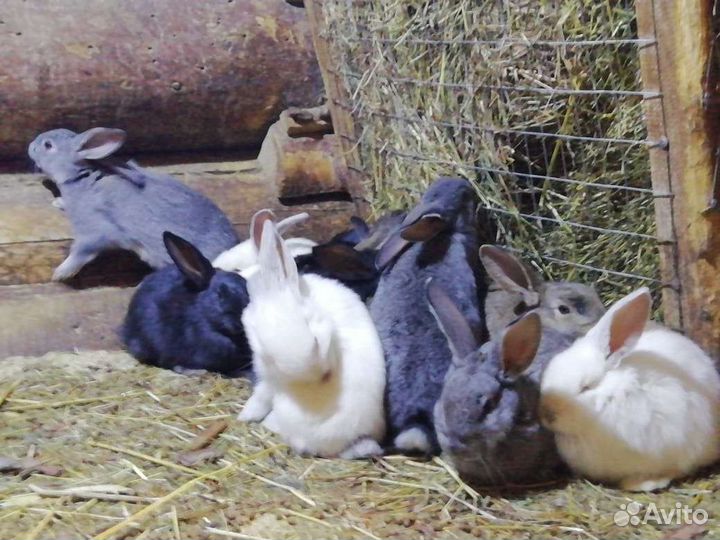 Кролики мясных пород