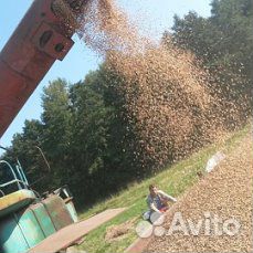 Пшеница и размол