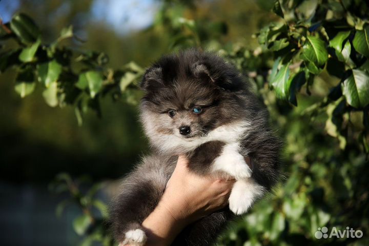Щенки щпиц