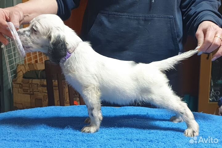 Английский сеттер щенки