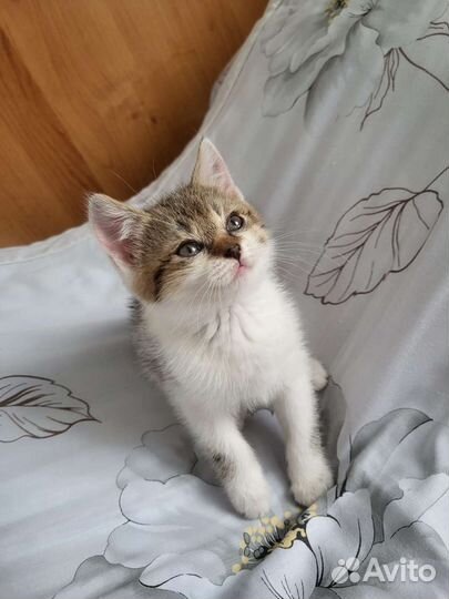 Кошки в добрые руки