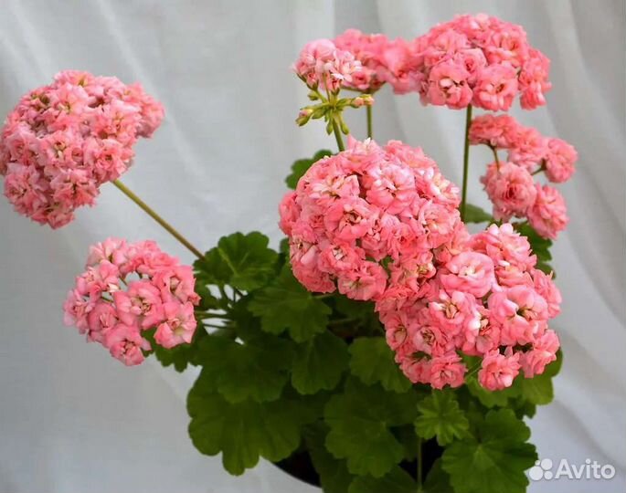 Пеларгония Antique Rose