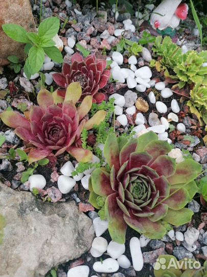 Молодило каменная роза