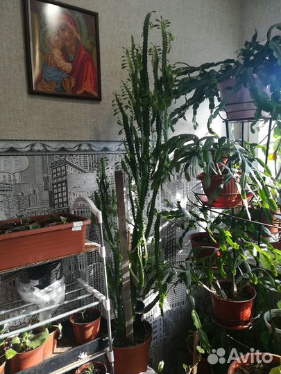 Продам кактус высокий