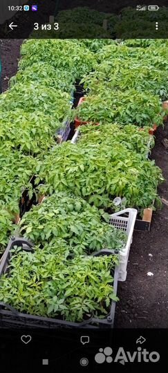 Рассада томатов