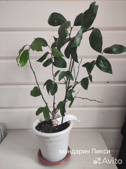 Цитрусовые растения