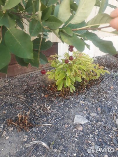 Черемуха ягода