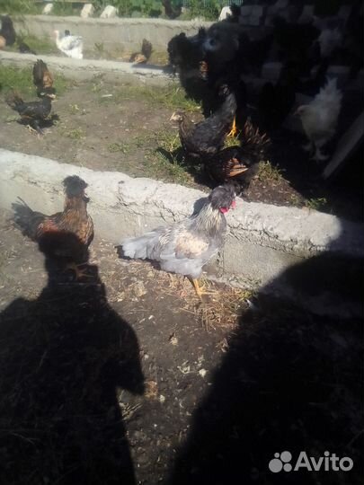 Куры и петухи