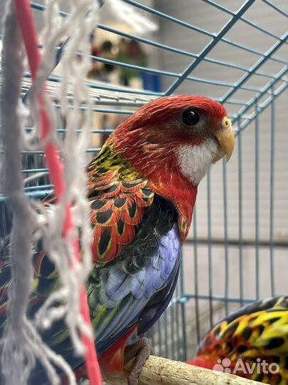 Попугай розелла пестрый и красный, Самцы