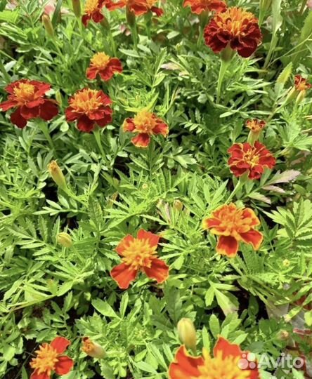 Рассада цветов и овощей