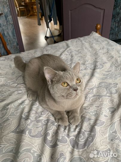 Британская кошка