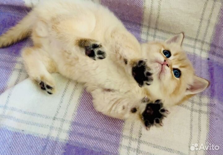 Шотландские котята