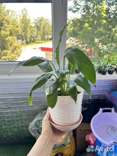 Спатифиллум