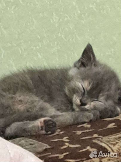 Отдам в добрые руки