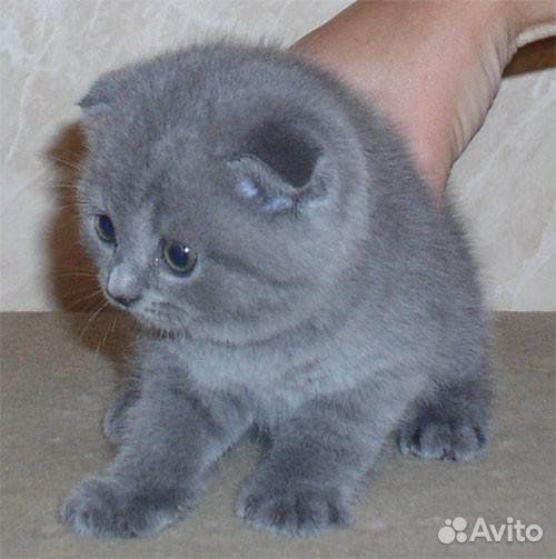 Британские, чистокровные, вислоухие котята