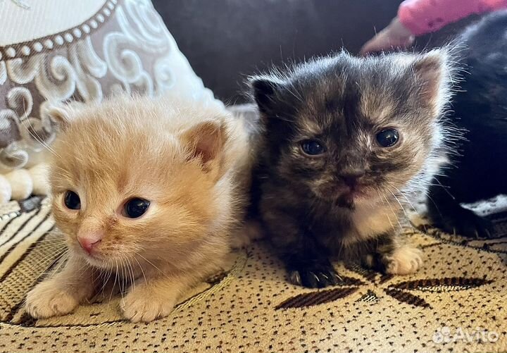 Котята в добрые руки даром