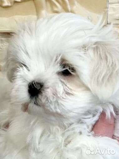 Мальтезе вязка