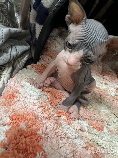 Донской сфинкс