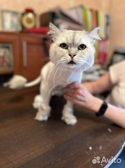 Стрижка животных