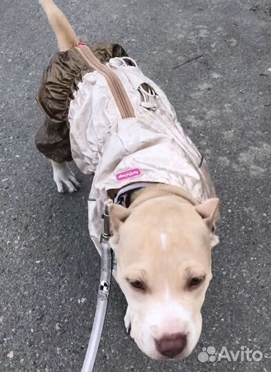 Дождевик для собак
