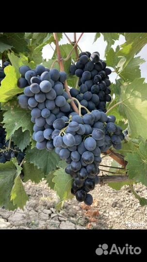 Виноград на сок