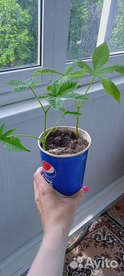 Каштаны саженцы