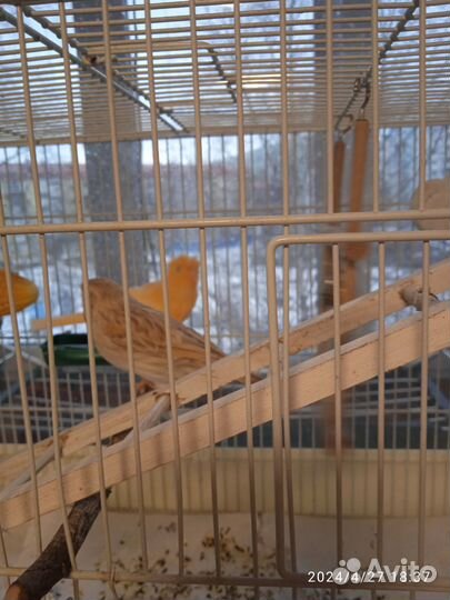 Канарейки декоративные