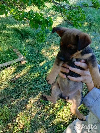 Щенки в добрые руки