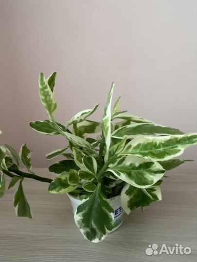 Педилантус