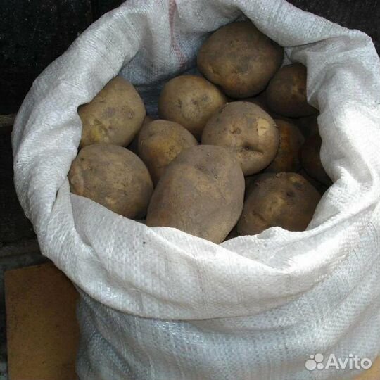 Картофель крупный