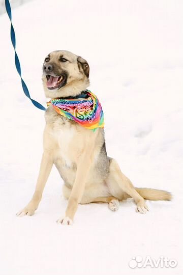 Собака в добрые руки девочка