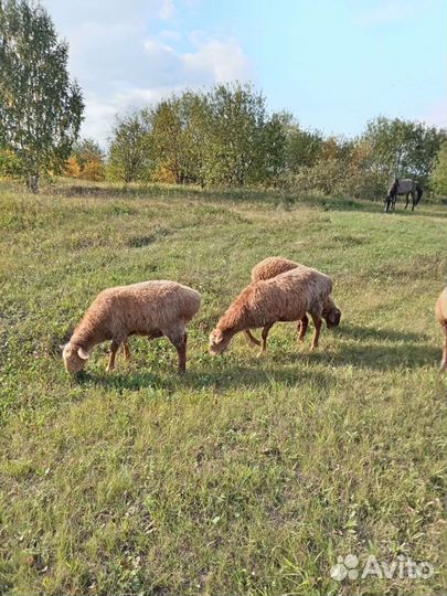 Бараны, овцы, ягнята курдючные