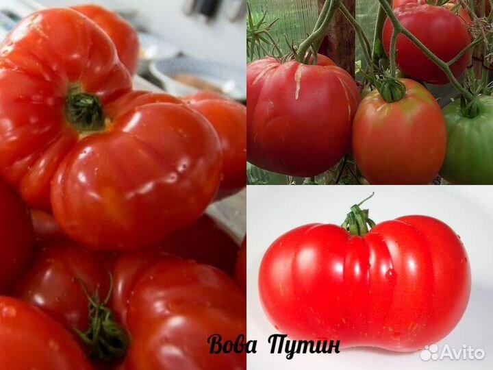 Семена коллекционных томатов крупноплодные и бифы