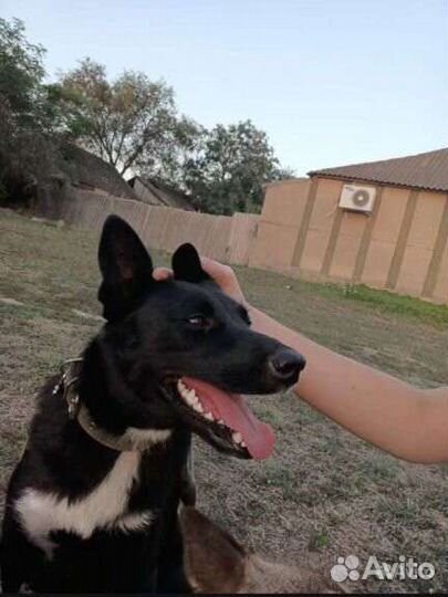 Щенок мальчик