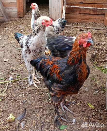 Петухи 6 мес