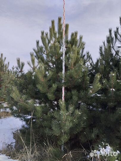Саженцы Сосна крымская extra