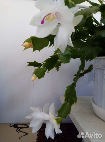 Декабрист Шлюмбергера(детки)