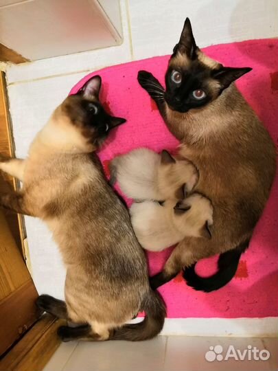 Вязка кота