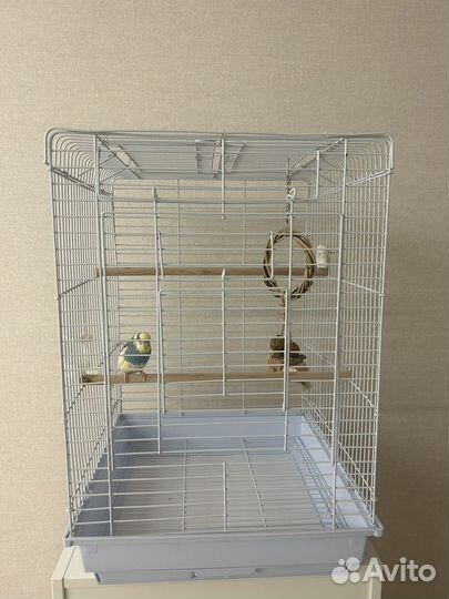 Волнистый попугай